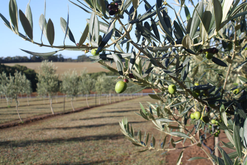 Gold in the Australian International Olive Awards